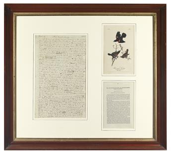 AUDUBON, JOHN JAMES. Autograph Manuscript, unsigned, Plate 67. Red-Winged Starling, working draft for the Ornithological Biography,